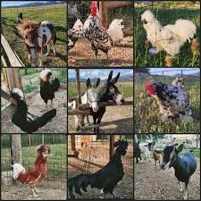 Collage animali come galline e asini