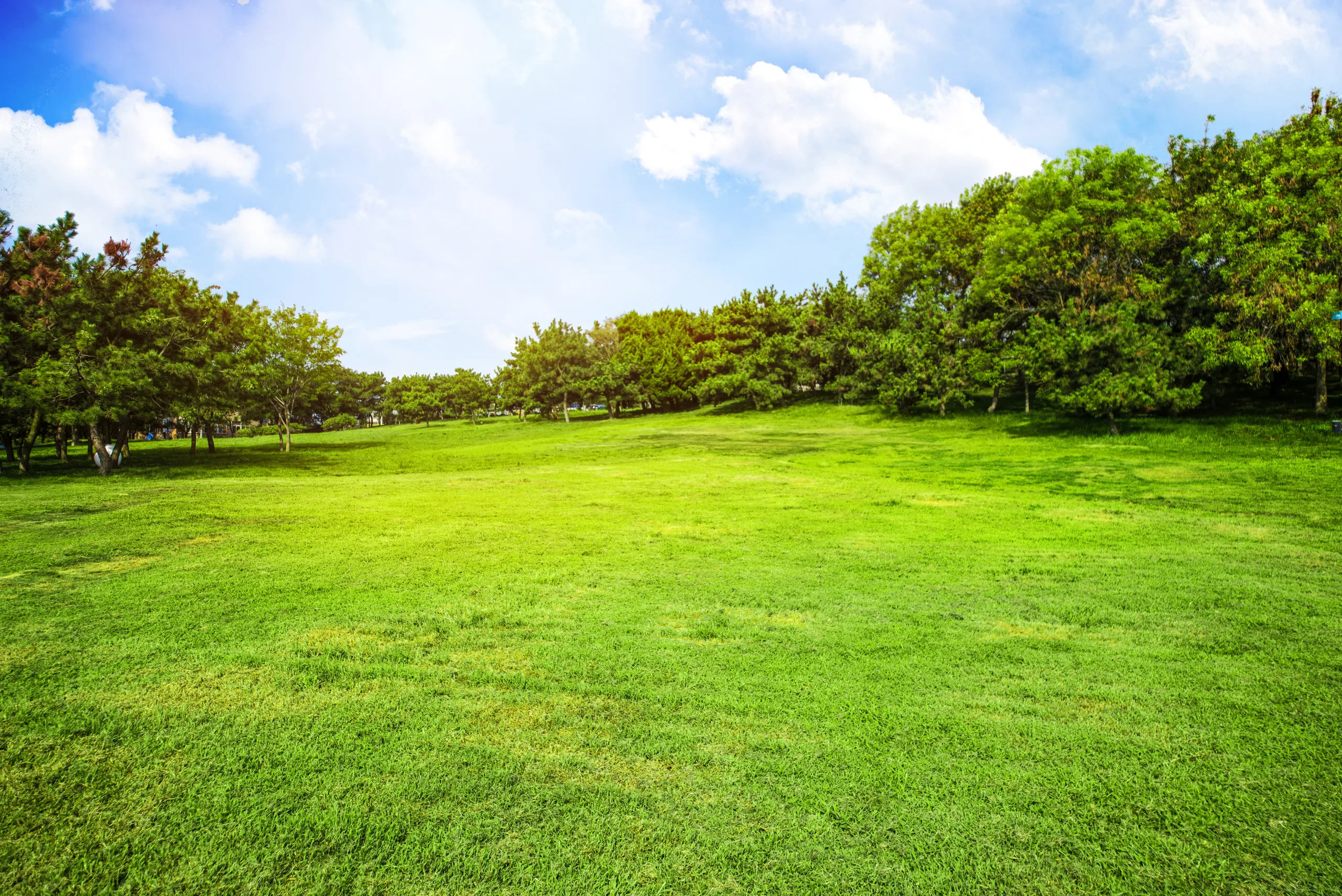 Paesaggio verde e alberi